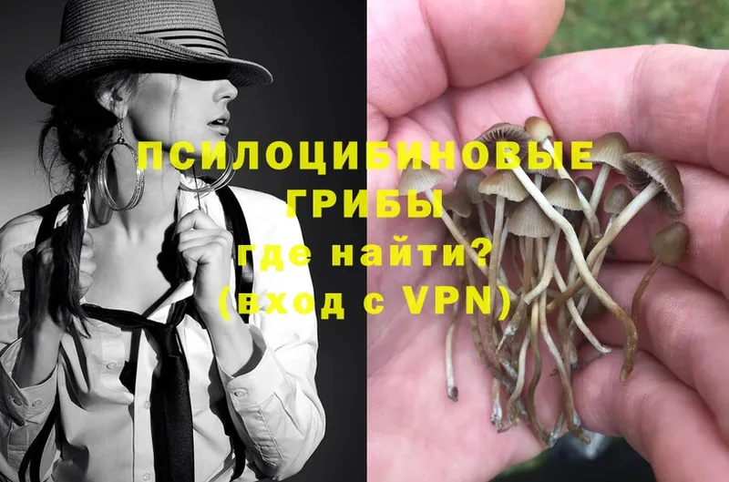 купить   Салават  Псилоцибиновые грибы Psilocybe 